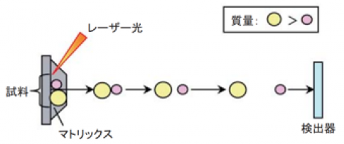 MALDI-TOF MSの装置概略図